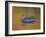 Abstract of Wood Duck Hen Swimming, Chagrin Reservation, Cleveland, Ohio, USA-Arthur Morris-Framed Photographic Print