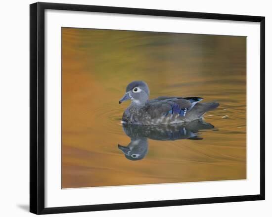 Abstract of Wood Duck Hen Swimming, Chagrin Reservation, Cleveland, Ohio, USA-Arthur Morris-Framed Photographic Print