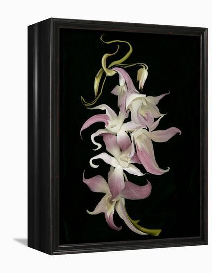 Abstract Orchid Artwork-Ellen Anon-Framed Premier Image Canvas