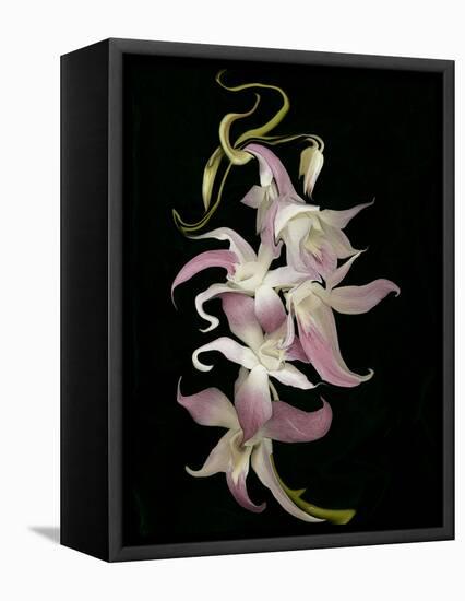 Abstract Orchid Artwork-Ellen Anon-Framed Premier Image Canvas