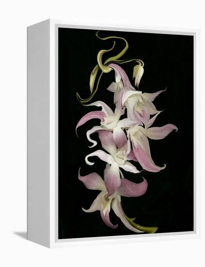 Abstract Orchid Artwork-Ellen Anon-Framed Premier Image Canvas