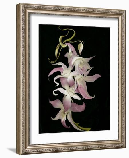 Abstract Orchid Artwork-Ellen Anon-Framed Photographic Print