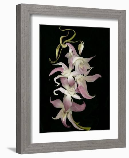 Abstract Orchid Artwork-Ellen Anon-Framed Photographic Print