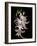 Abstract Orchid Artwork-Ellen Anon-Framed Photographic Print