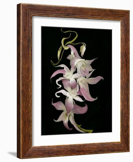 Abstract Orchid Artwork-Ellen Anon-Framed Photographic Print