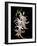 Abstract Orchid Artwork-Ellen Anon-Framed Photographic Print