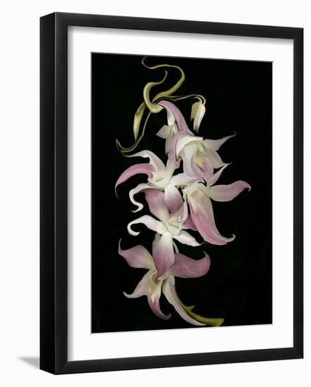 Abstract Orchid Artwork-Ellen Anon-Framed Photographic Print