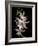 Abstract Orchid Artwork-Ellen Anon-Framed Photographic Print