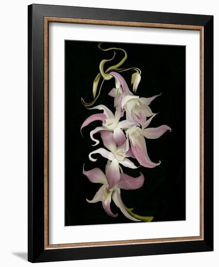 Abstract Orchid Artwork-Ellen Anon-Framed Photographic Print