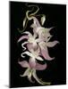 Abstract Orchid Artwork-Ellen Anon-Mounted Photographic Print