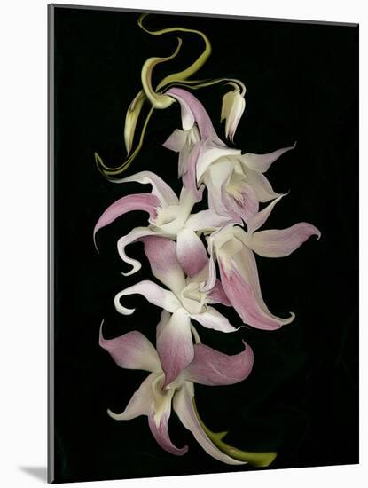 Abstract Orchid Artwork-Ellen Anon-Mounted Photographic Print