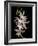 Abstract Orchid Artwork-Ellen Anon-Framed Photographic Print