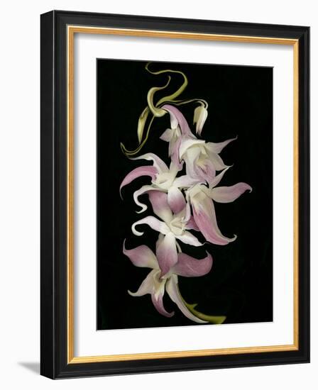 Abstract Orchid Artwork-Ellen Anon-Framed Photographic Print