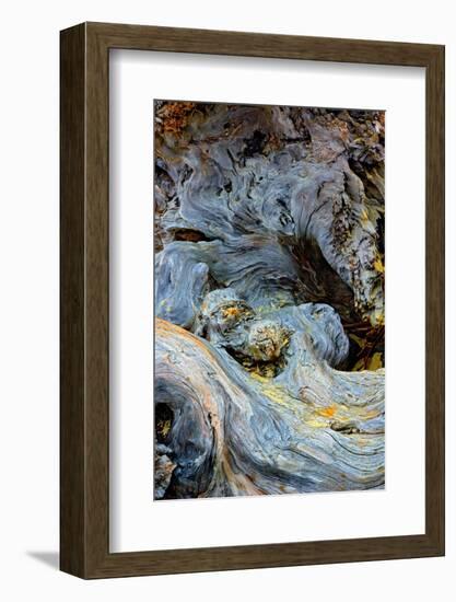 Abstract pattern in driftwood, Bandon Beach, Oregon-Adam Jones-Framed Photographic Print