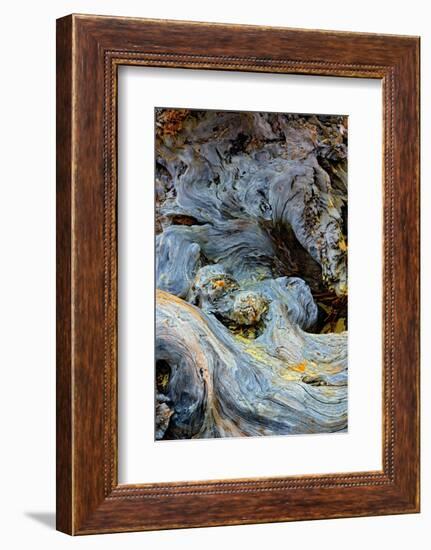 Abstract pattern in driftwood, Bandon Beach, Oregon-Adam Jones-Framed Photographic Print