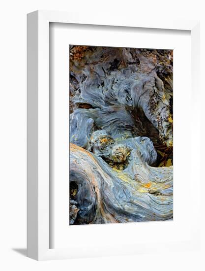 Abstract pattern in driftwood, Bandon Beach, Oregon-Adam Jones-Framed Photographic Print