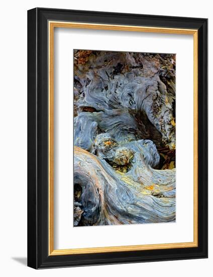 Abstract pattern in driftwood, Bandon Beach, Oregon-Adam Jones-Framed Photographic Print