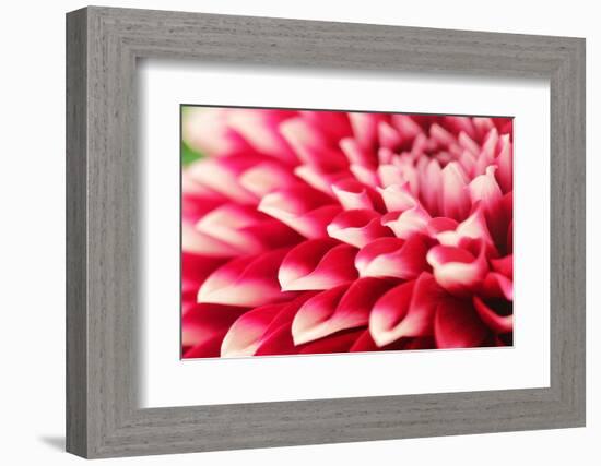 Abstract Photo of Pink Dahlia Flower-smarnad-Framed Photographic Print