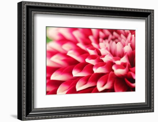 Abstract Photo of Pink Dahlia Flower-smarnad-Framed Photographic Print