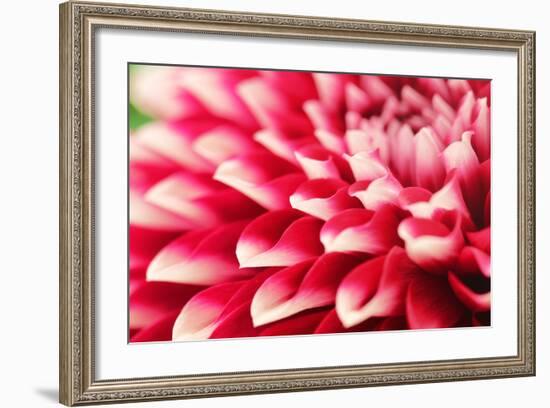 Abstract Photo of Pink Dahlia Flower-smarnad-Framed Photographic Print