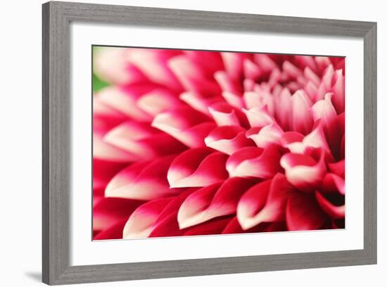 Abstract Photo of Pink Dahlia Flower-smarnad-Framed Photographic Print