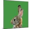 Abstract Polygonal Vector Illustration. Portrait of Rabbit-Jan Fidler-Mounted Photographic Print