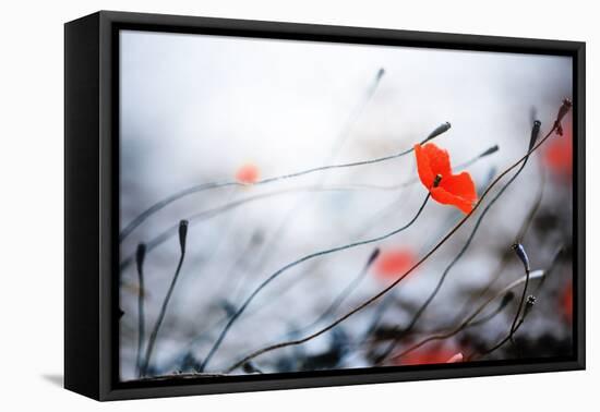 Abstract Poppies.Very Shallow DOF-Subbotina Anna-Framed Premier Image Canvas