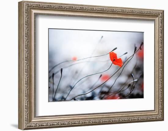 Abstract Poppies.Very Shallow DOF-Subbotina Anna-Framed Photographic Print