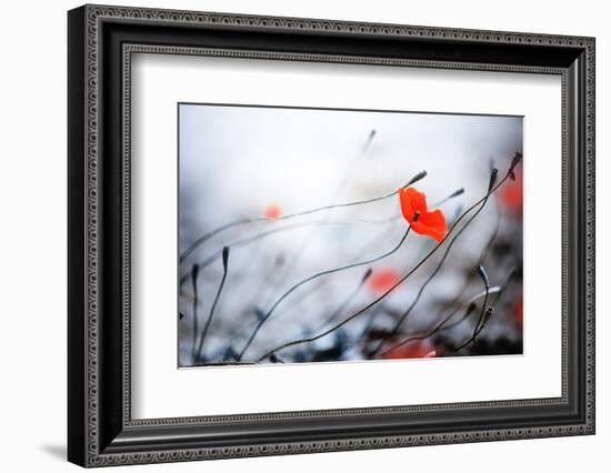 Abstract Poppies.Very Shallow DOF-Subbotina Anna-Framed Photographic Print