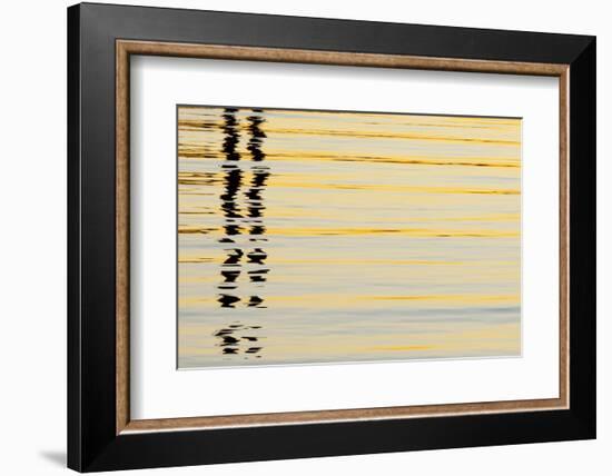 Abstract Reflections in San Diego Harbort, San Diego, California, USA-Jaynes Gallery-Framed Photographic Print