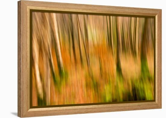 Abstract Shot of Autumnal Woodland in Grasmere, Lake District Cumbria England Uk-Tracey Whitefoot-Framed Premier Image Canvas