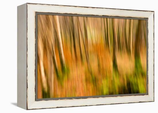 Abstract Shot of Autumnal Woodland in Grasmere, Lake District Cumbria England Uk-Tracey Whitefoot-Framed Premier Image Canvas