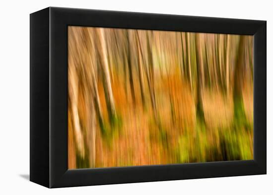 Abstract Shot of Autumnal Woodland in Grasmere, Lake District Cumbria England Uk-Tracey Whitefoot-Framed Premier Image Canvas