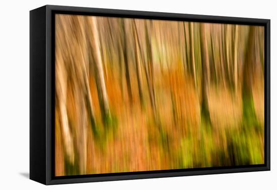 Abstract Shot of Autumnal Woodland in Grasmere, Lake District Cumbria England Uk-Tracey Whitefoot-Framed Premier Image Canvas