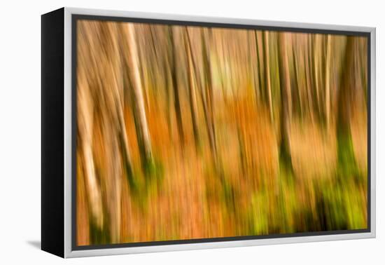 Abstract Shot of Autumnal Woodland in Grasmere, Lake District Cumbria England Uk-Tracey Whitefoot-Framed Premier Image Canvas