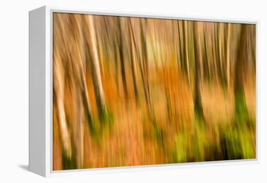 Abstract Shot of Autumnal Woodland in Grasmere, Lake District Cumbria England Uk-Tracey Whitefoot-Framed Premier Image Canvas