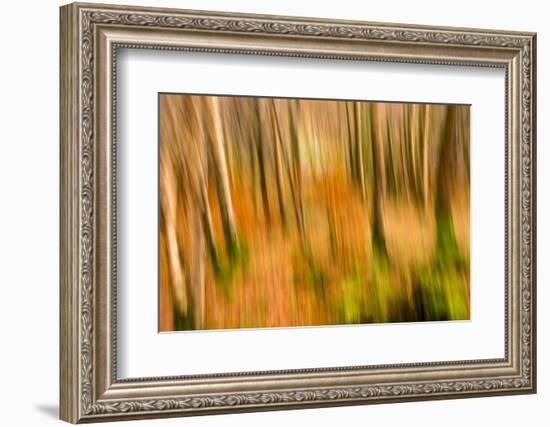 Abstract Shot of Autumnal Woodland in Grasmere, Lake District Cumbria England Uk-Tracey Whitefoot-Framed Photographic Print