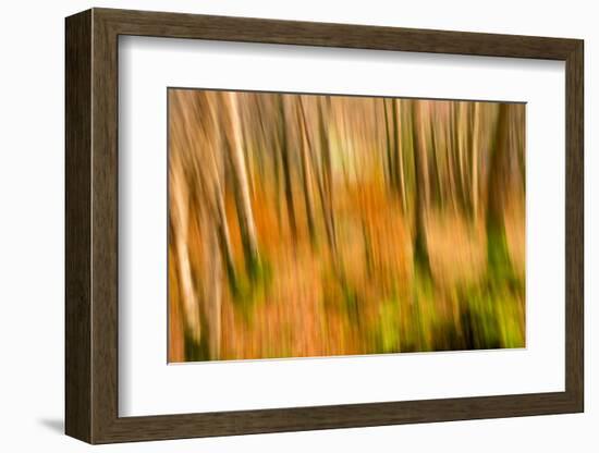 Abstract Shot of Autumnal Woodland in Grasmere, Lake District Cumbria England Uk-Tracey Whitefoot-Framed Photographic Print