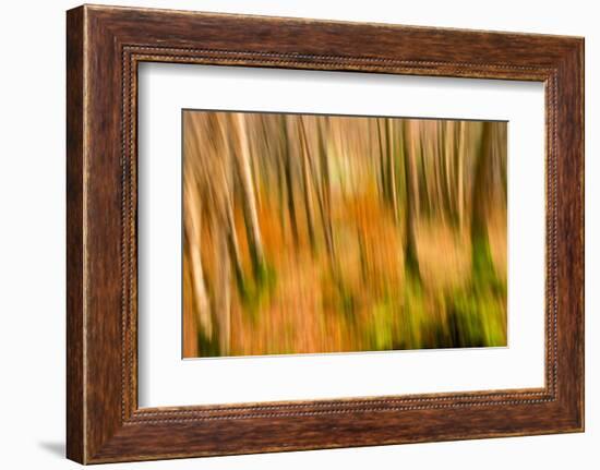 Abstract Shot of Autumnal Woodland in Grasmere, Lake District Cumbria England Uk-Tracey Whitefoot-Framed Photographic Print