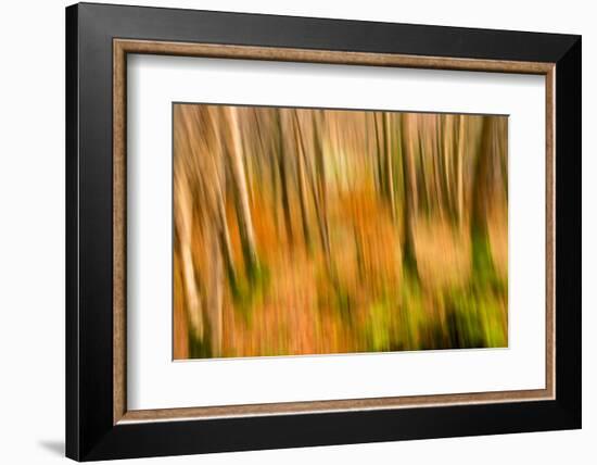 Abstract Shot of Autumnal Woodland in Grasmere, Lake District Cumbria England Uk-Tracey Whitefoot-Framed Photographic Print