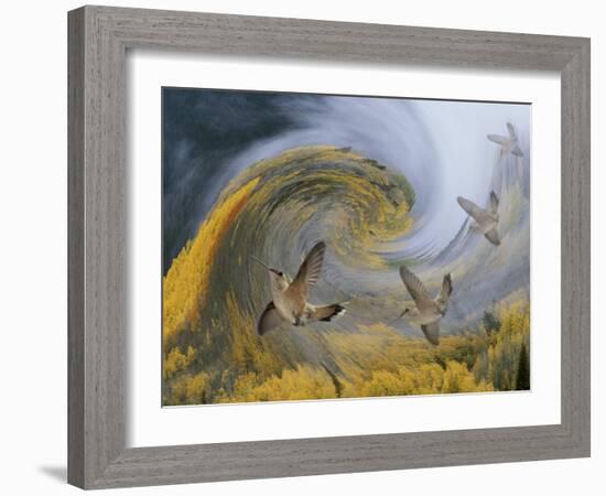 Abstract Simulation of Hummingbirds, Woodland Park, Colorado, USA-Don Grall-Framed Photographic Print