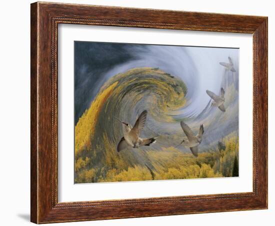 Abstract Simulation of Hummingbirds, Woodland Park, Colorado, USA-Don Grall-Framed Photographic Print