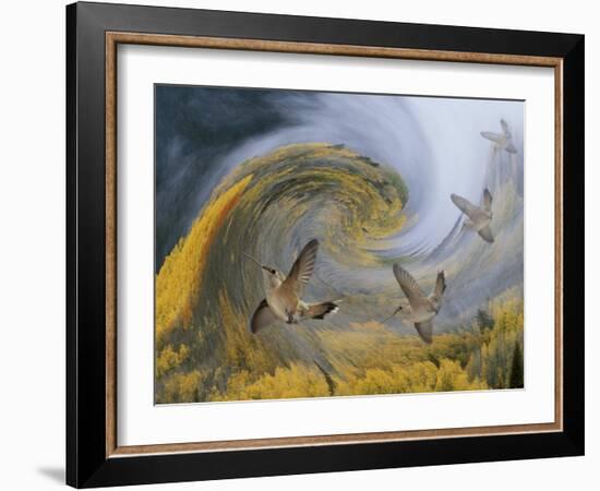 Abstract Simulation of Hummingbirds, Woodland Park, Colorado, USA-Don Grall-Framed Photographic Print