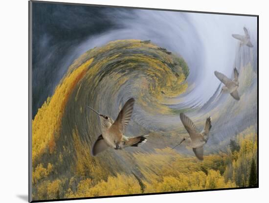 Abstract Simulation of Hummingbirds, Woodland Park, Colorado, USA-Don Grall-Mounted Photographic Print