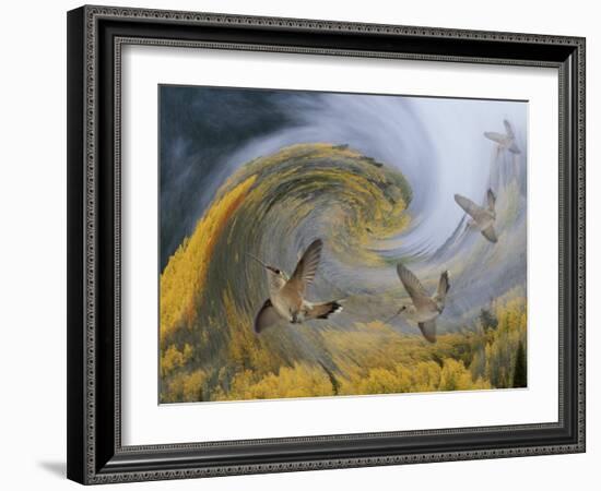 Abstract Simulation of Hummingbirds, Woodland Park, Colorado, USA-Don Grall-Framed Photographic Print