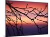 Abstract Sunset-Savanah Plank-Mounted Photo