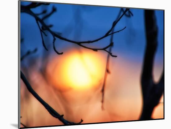 Abstract Sunset-Savanah Plank-Mounted Photo