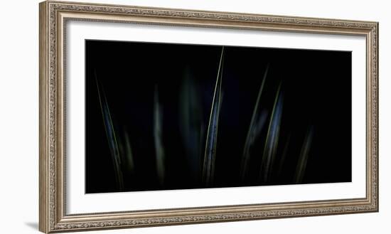 Abstract Tilted Lines and Shapes of Agave Desert Plant Leaves with Selective Soft Focus for Backgro-Sanghwan Kim-Framed Photographic Print