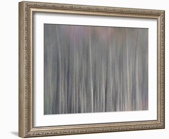 Abstract Tree Pattern, Great Smoky Mountains National Park, North Carolina, Usa-Adam Jones-Framed Photographic Print