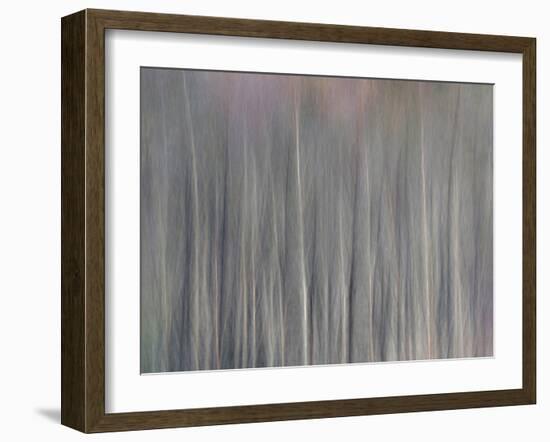 Abstract Tree Pattern, Great Smoky Mountains National Park, North Carolina, Usa-Adam Jones-Framed Photographic Print